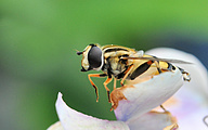 Sun hoverfly (Female, Helophilus trivittatus)